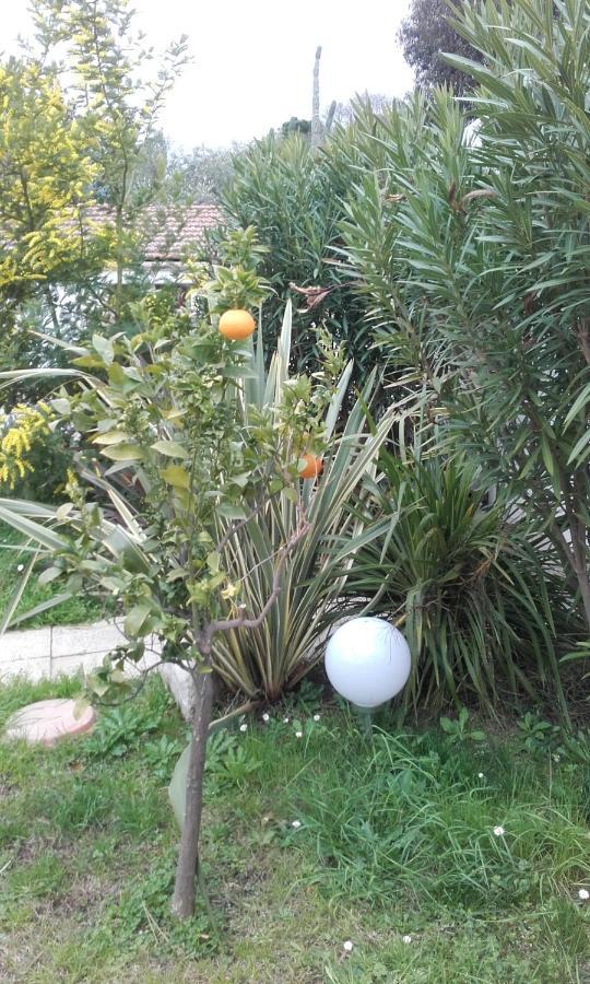 Hotel Clair Logis Argelès-sur-Mer Zewnętrze zdjęcie